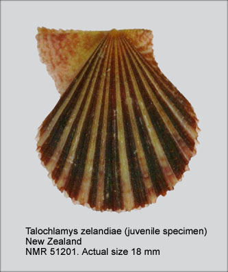 Talochlamys zelandiae.jpg - Talochlamys zelandiae(Gray,1843)